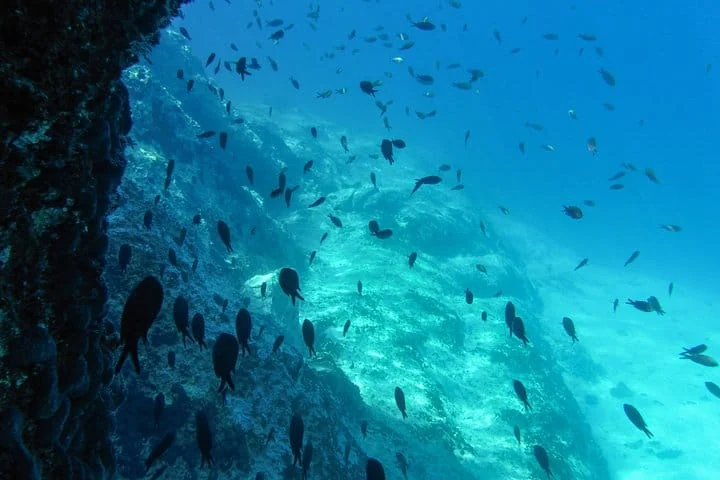 Small fish swimming above a rocky seabed in blue water
